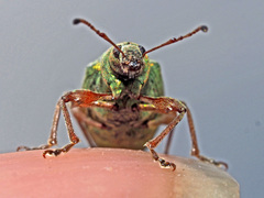 Phyllobius glaucus