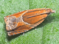 Ancylis obtusana