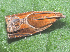 Ancylis obtusana