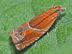 Ancylis obtusana