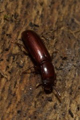 Corticeus
