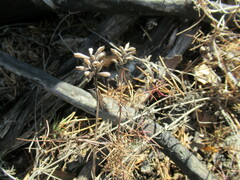 Dracocephalum ruyschiana
