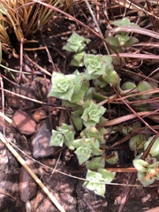 Crassula setulosa