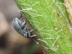 Catapion