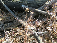Dracocephalum ruyschiana