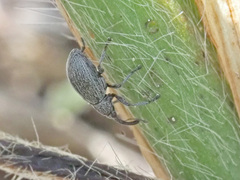Catapion