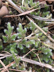 Selaginella dregei