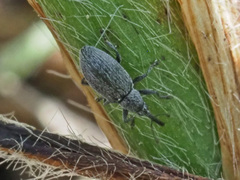 Catapion