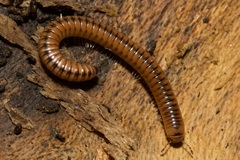 Cylindroiulus boleti