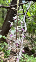 Dipodium stenocheilum