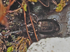 Bembidion lampros