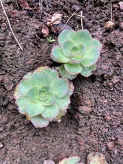 Aeonium