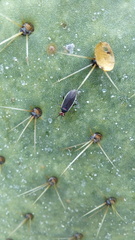 Hesperolabops gelastops