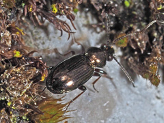 Bembidion lampros