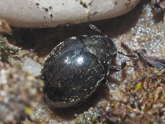 Lamprobyrrhulus nitidus
