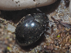 Lamprobyrrhulus nitidus