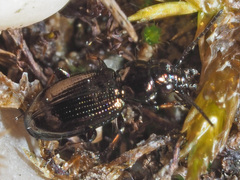Bembidion properans