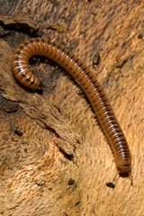 Cylindroiulus boleti