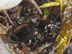 Bembidion properans