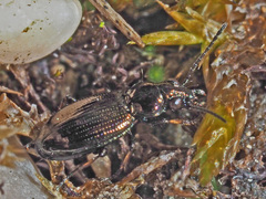Bembidion properans
