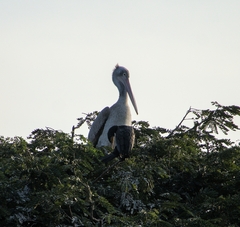 Pelecanus philippensis