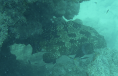 Epinephelus fuscoguttatus