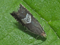 Grapholita compositella