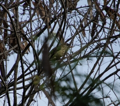Psilopogon viridis