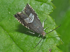 Grapholita compositella
