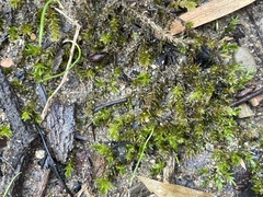 Rhynchostegium riparioides