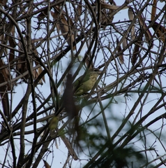 Psilopogon viridis