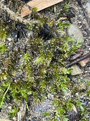 Rhynchostegium riparioides