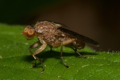 Suillia affinis