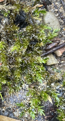 Rhynchostegium riparioides