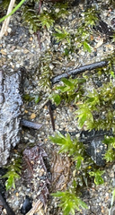 Rhynchostegium riparioides