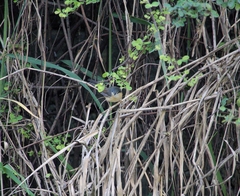 Prinia socialis