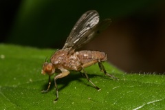 Suillia affinis