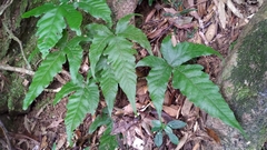 Tectaria subtriphylla