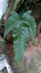 Tectaria subtriphylla