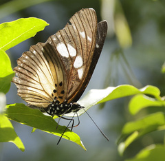 Pseudacraea lucretia