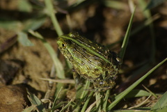 Pyxicephalus adspersus