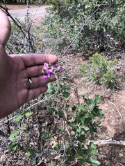 Mirabilis melanotricha