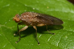 Suillia affinis