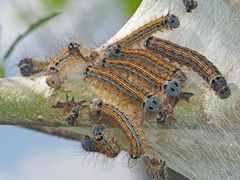 Malacosoma neustria