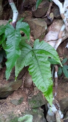 Tectaria subtriphylla