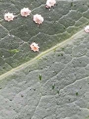 Ceroplastes rusci
