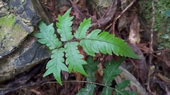 Christella ensifera