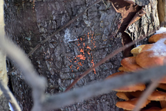 Fungi