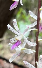 Dipodium stenocheilum