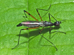 Micropeza corrigiolata